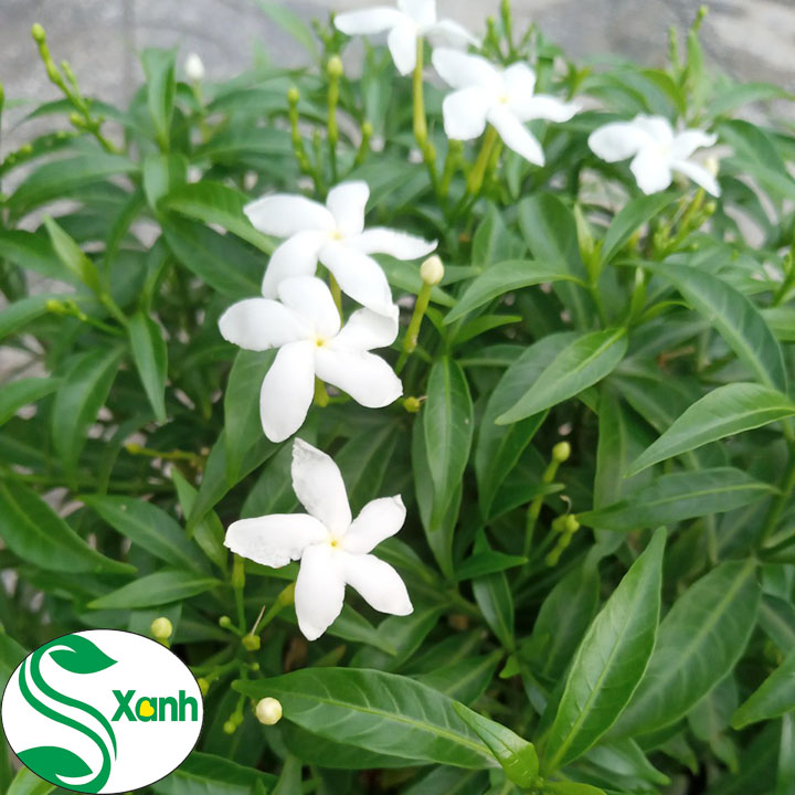 Cây Mai Vạn Phúc (Mai Tiểu Thư)