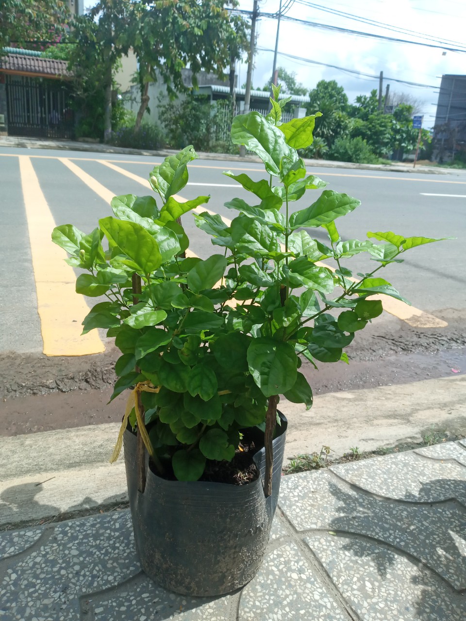 Cây Lài Trà (Lài Ta - Hoa Nhài) Cánh Kép, Bông Trắng, Hoa Thơm