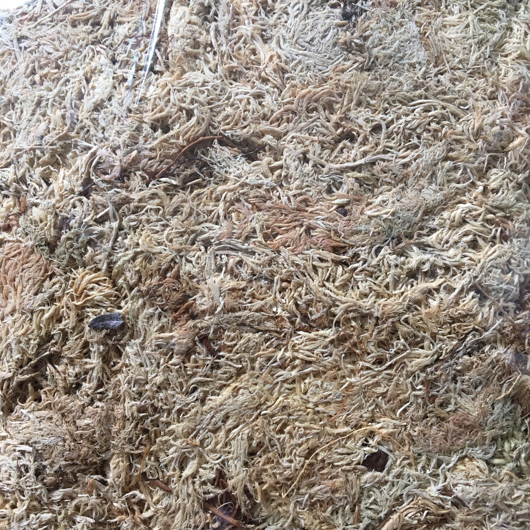 DỚN CHILE GÓI 100GR - RÊU TRẮNG