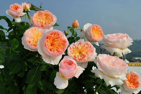 Combo 3 hoa hồng juliet tuyệt đẹp +