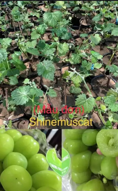 Cây nho Mẫu Đơn giống nhật bản