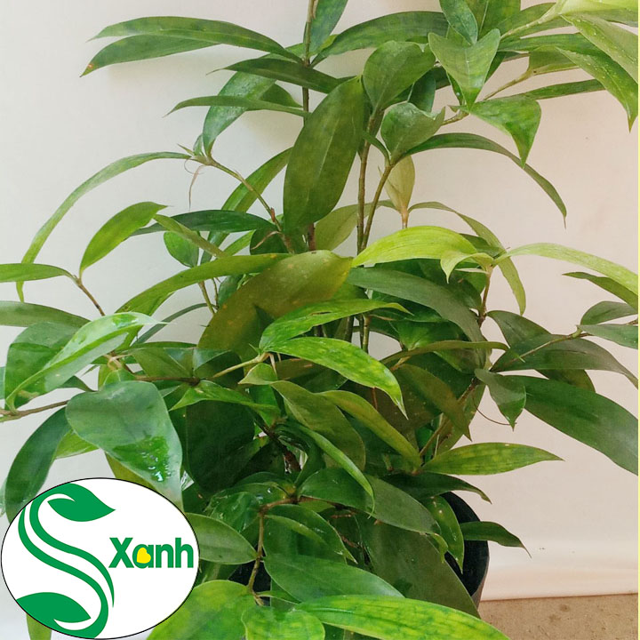 Cây Trúc Nhật, Cây Phong Thủy May Mắn