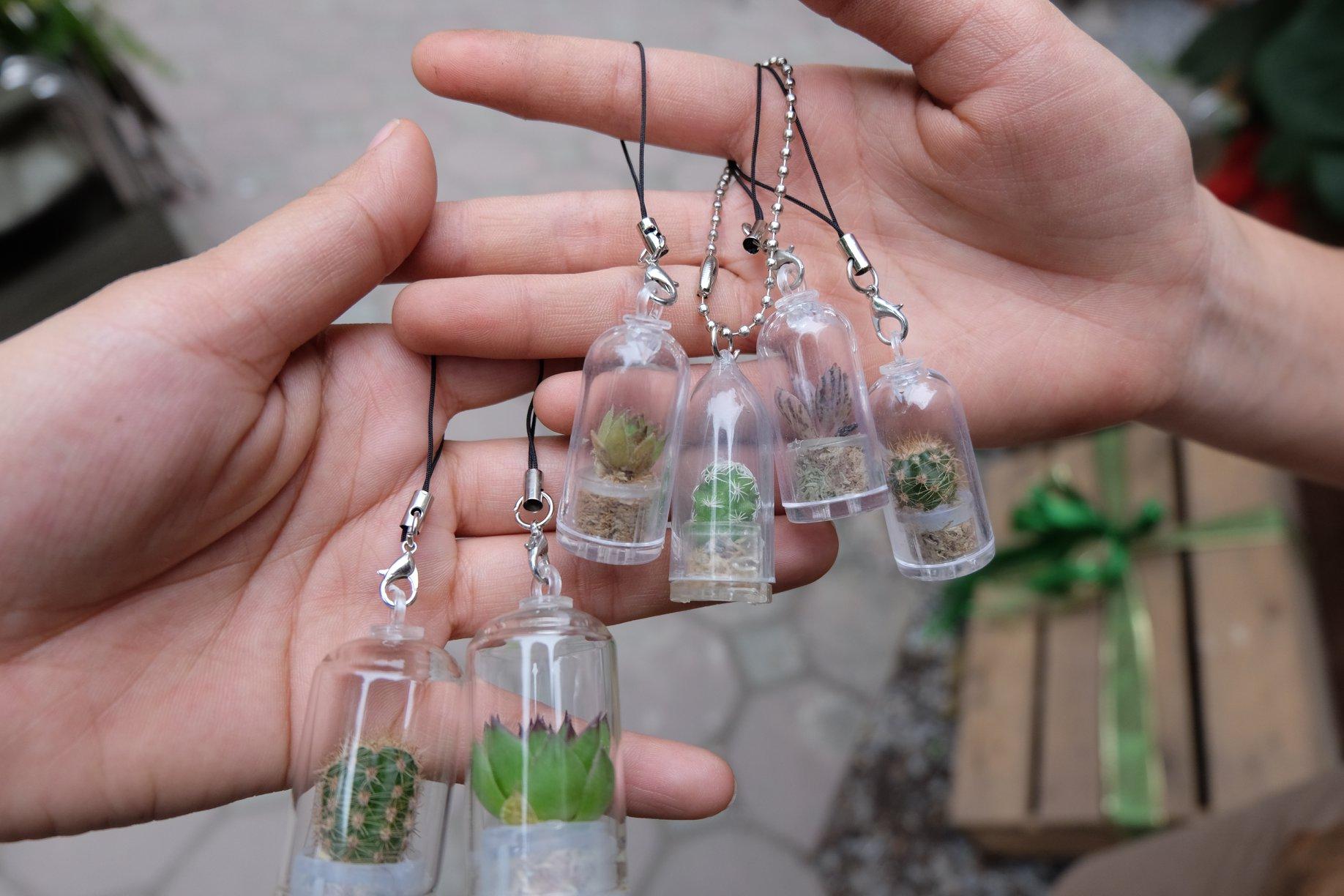 (Cây thật) Móc khóa may mắn xương rồng, sen đá