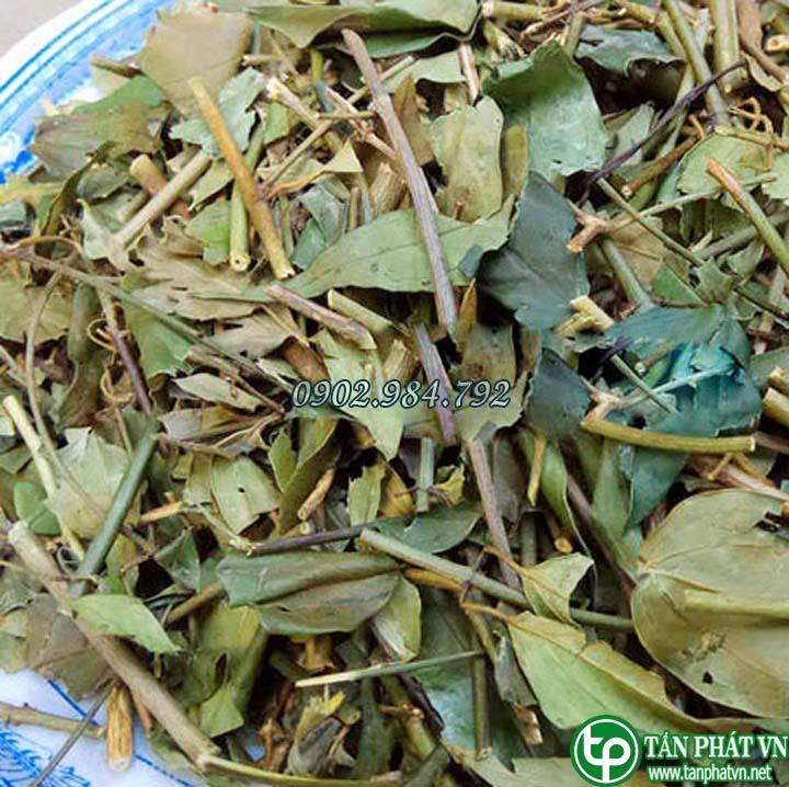 [HOT] Chè vằng giảm cân 1kg - Thảo Dược Tấn Phát