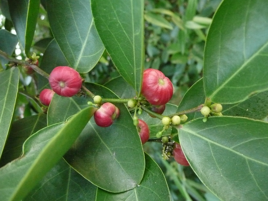 Cây muối phơi khô 500 gam