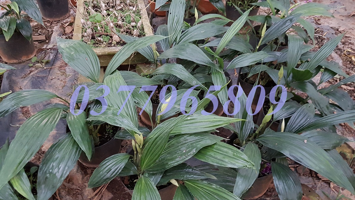 Khóm địa lan hạc đỉnh trắng lưỡi đỏ