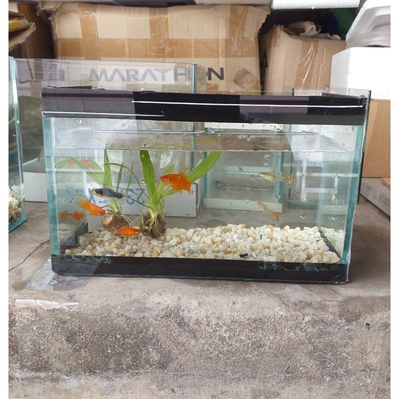 RBS Bể cá mini để bàn 25x13x15cm Dài x Rộng x Cao (tặng sỏi nền và thức ăn)