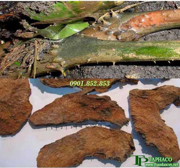 Móp gai 1kg khô