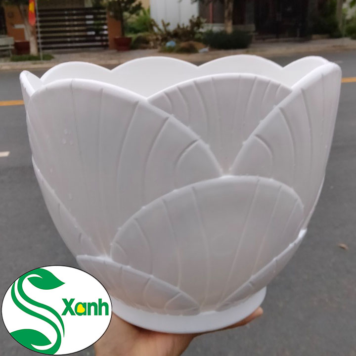 Chậu Sò Nhựa Trồng Cây