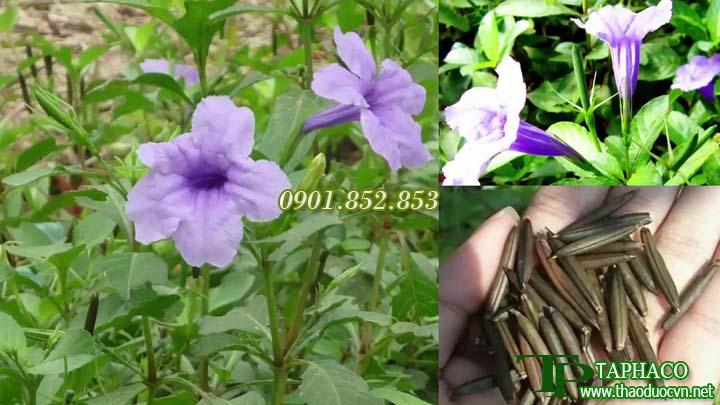 Cây nổ sấy khô loại 1kg - Hàng công ty chất lượng cao - Hỗ trợ cải thiện sức khỏe người sử dụng
