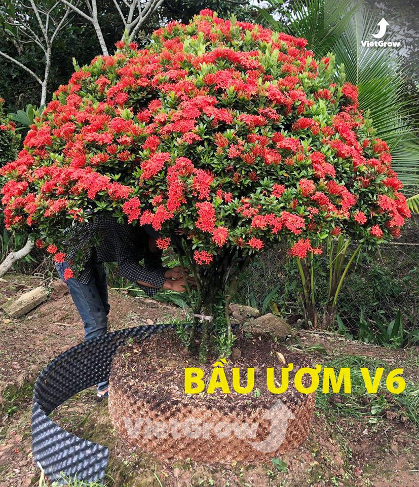 [HCM]BẦU ƯƠM V6 ( CUỘN DÀI 50M ) - CAO 50CM - ĐỘ DẦY 0.6MM