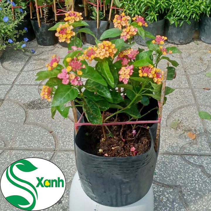 Cây hoa Trâm ổi, hoa ngũ sắc