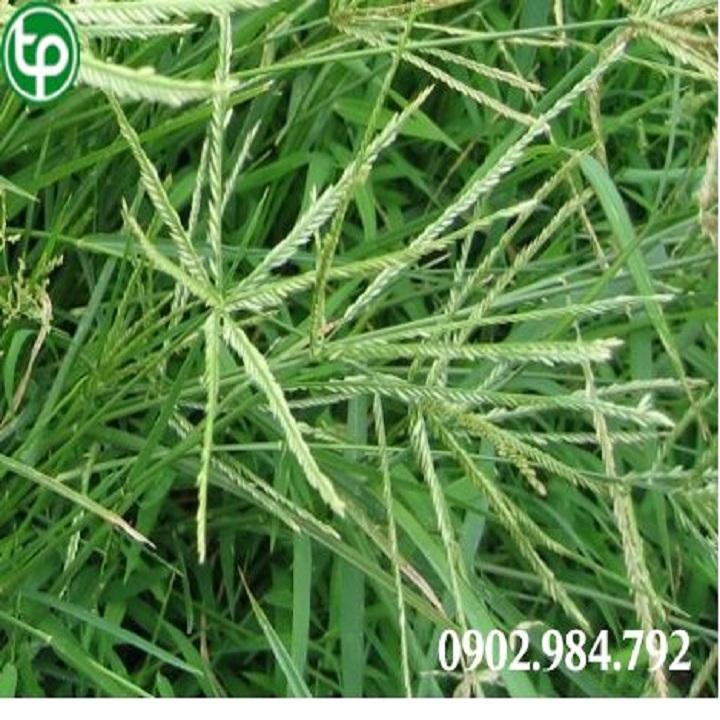 Combo of 2kg Dried Betel Nut Grass - Supports Liver Cooling and Diuretic Effects - High Quality Company Product