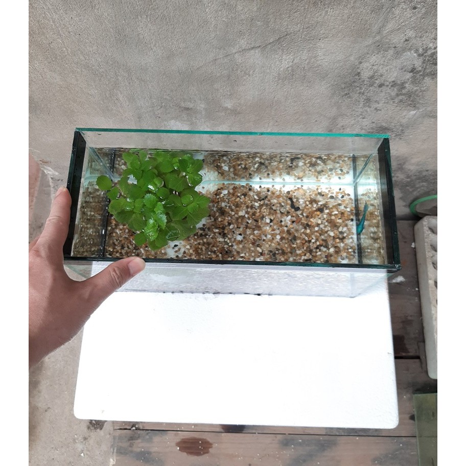 RBS Bể cá mini 30x15x18cm keo viền đen