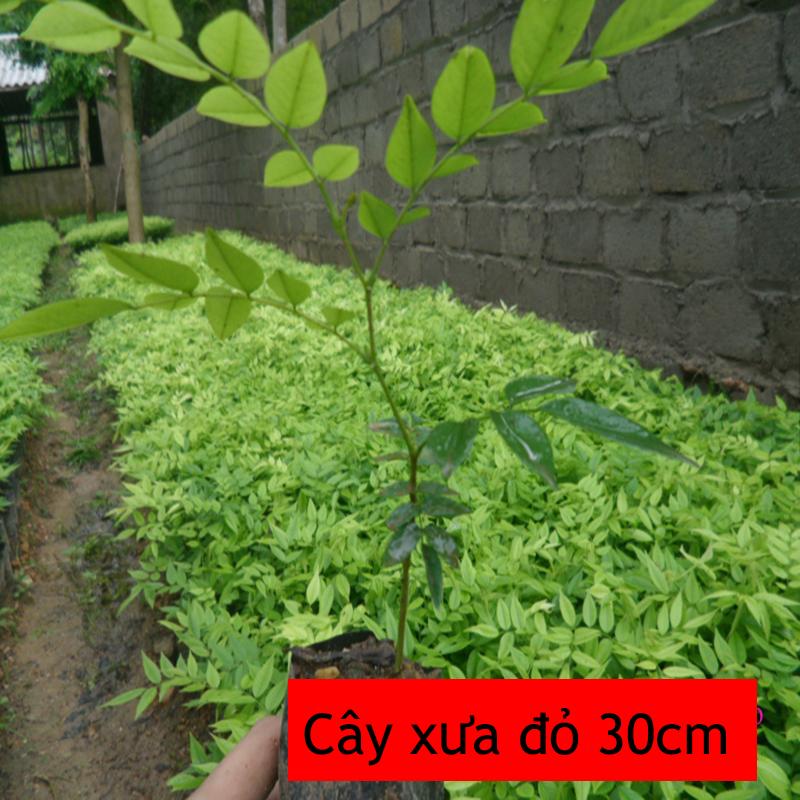 Combo 3 Cây Sưa Đỏ giống cao 30-35 cm