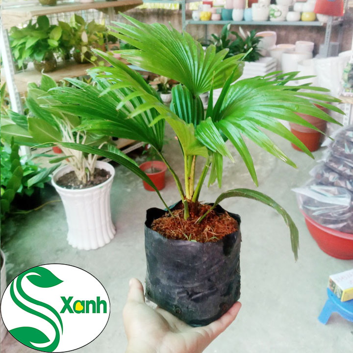 Cây Cọ Cảnh, Cây Cọ Ta