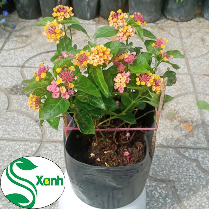 Cây hoa Trâm ổi, hoa ngũ sắc