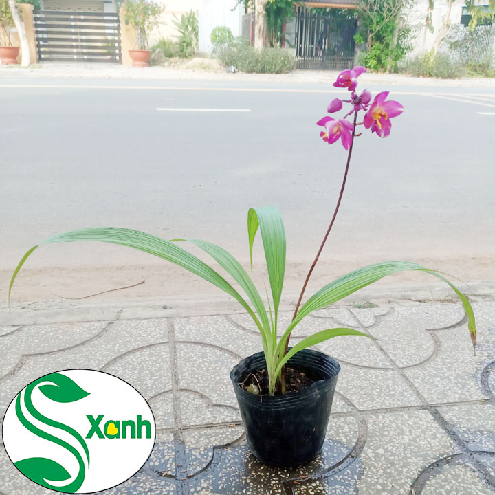 Địa Lan Vàng - Tím Cây Khỏe, Sai Bông