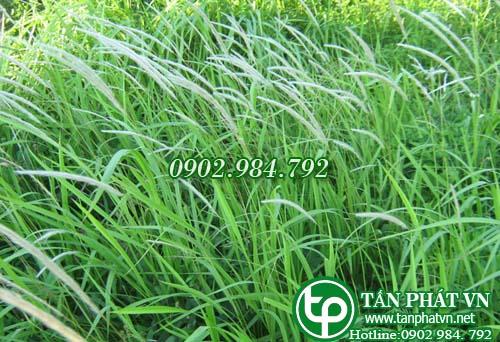Rễ Cỏ Tranh Tươi 1kg Tấn Phát