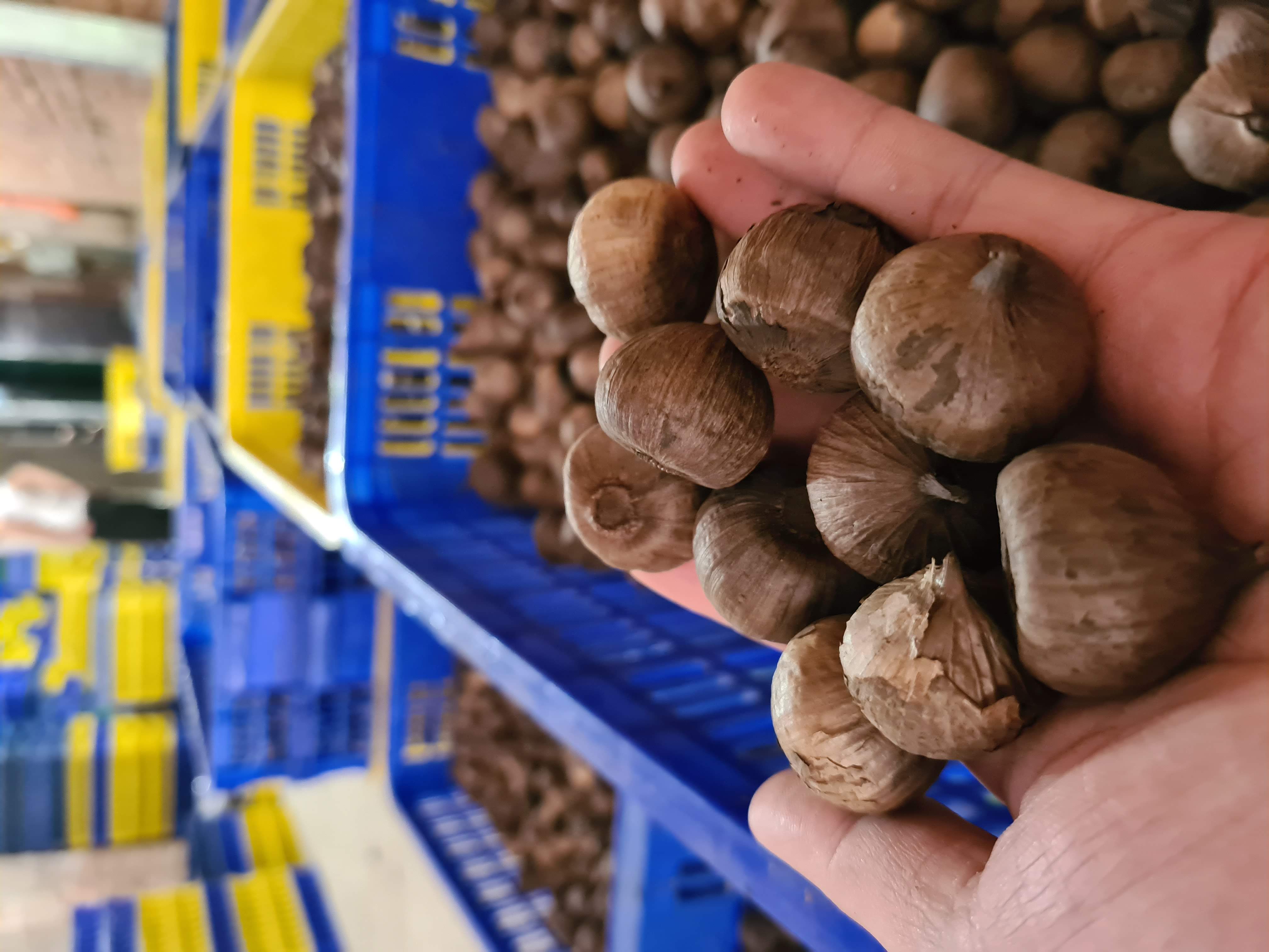 [500g] single black garlic type 2