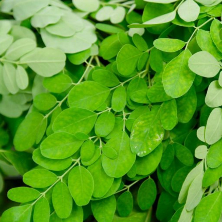Hạt giống chùm ngây gói 2gr