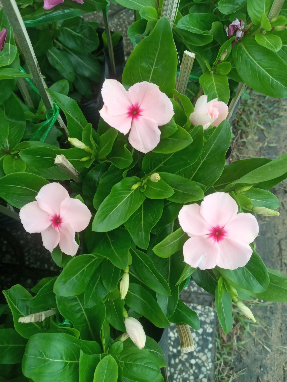 Hoa Dừa Siêu Bông