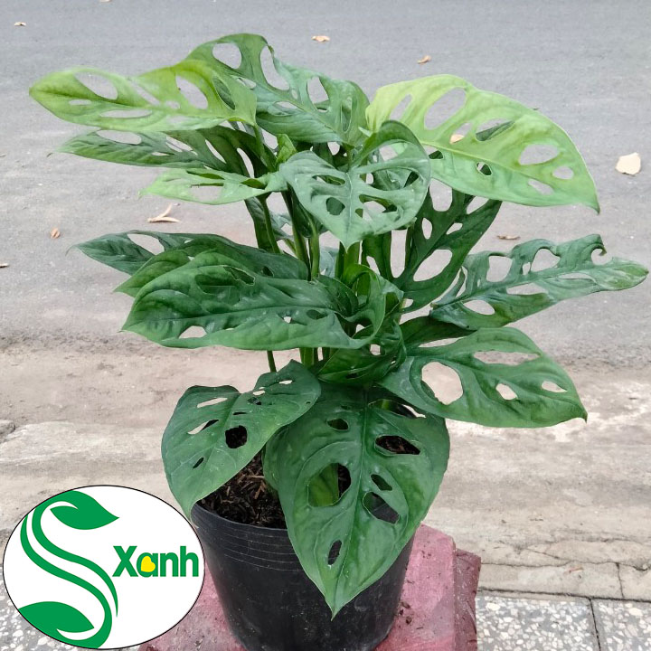 Trầu bà lá lỗ (Monstera adansonii)- Trầu bà Lỗ - Cây để bàn - Cây Kiểng Lá