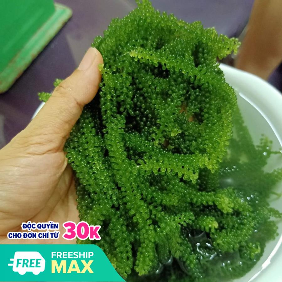 400gr rong nho tươi Green food nở ra từ 100gr rong nho tách nước cao cấp hàng cty check mã vạch đầy đủ thông tin