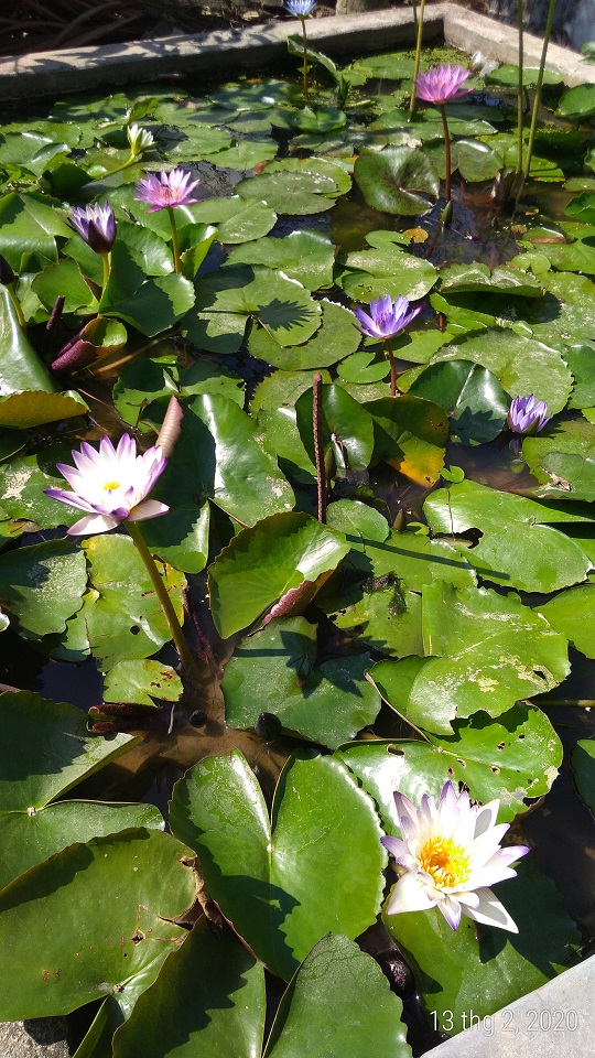 Cây hoa súng Thái Lan màu tím huế đã có hoa và nụ