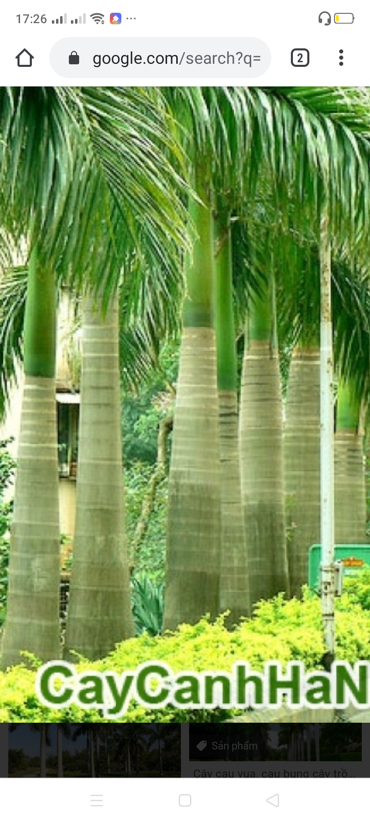 9 Cây cau vua
