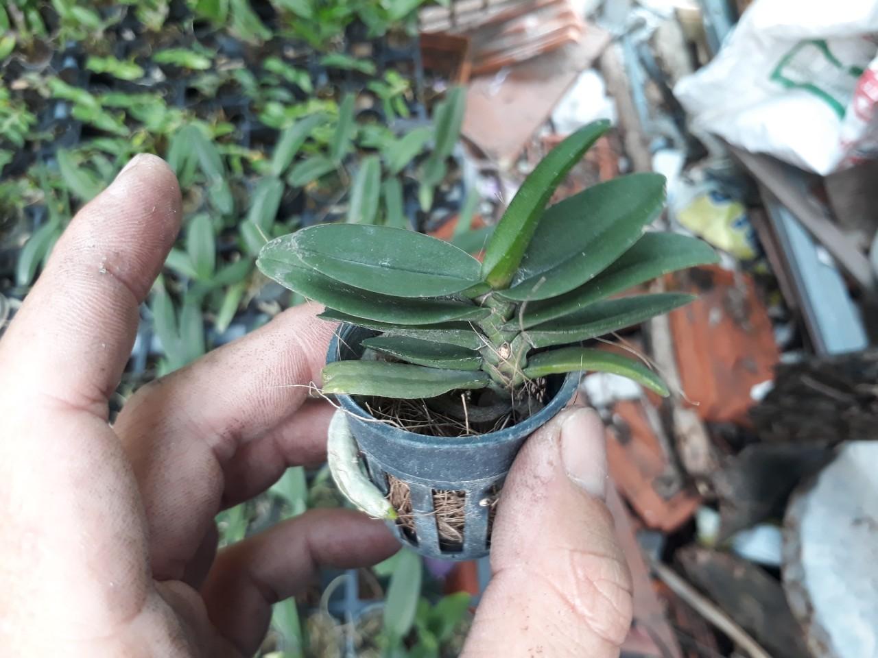 Đai châu lá mít đủ màu