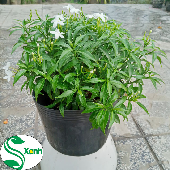Cây Mai Vạn Phúc (Mai Tiểu Thư)