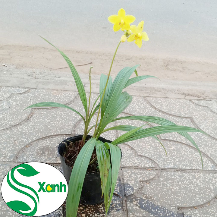 Địa Lan Vàng - Tím Cây Khỏe, Sai Bông