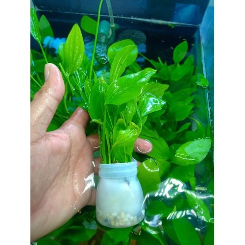Combo cây thủy sinh và rêu trải nền