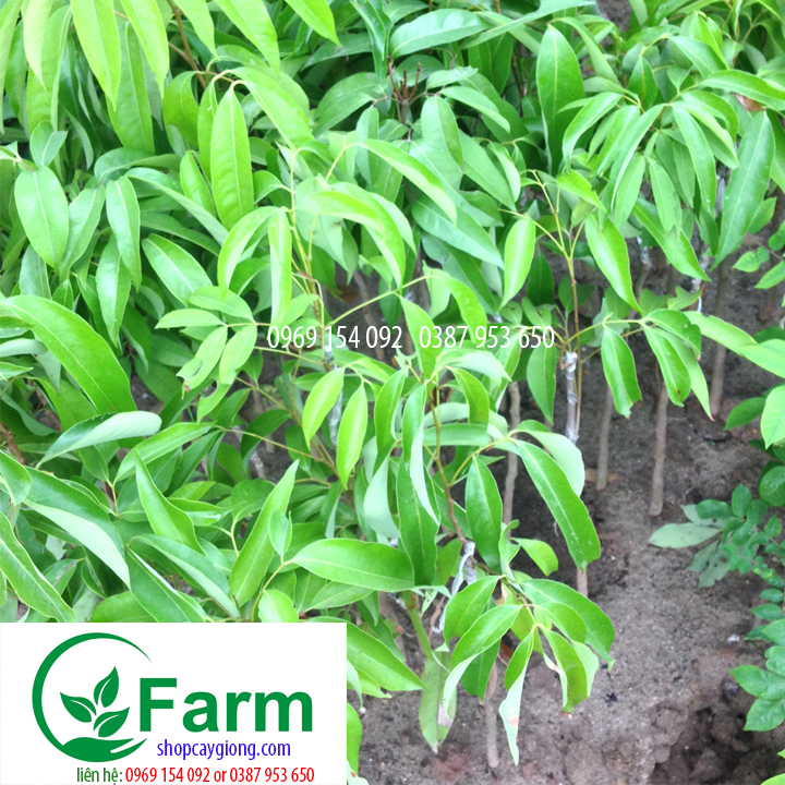 Cây vải ghép  tặng thêm cây mặc định
