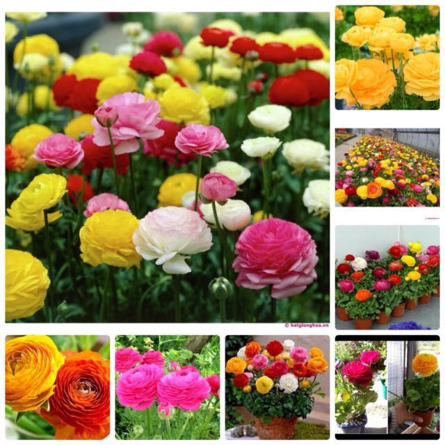 Gói 20 Hạt Giống Hoa Hồng Ri Ba Tư Nhiều Màu - NanuSeeds - Thế Giới Rau Mầm Shop