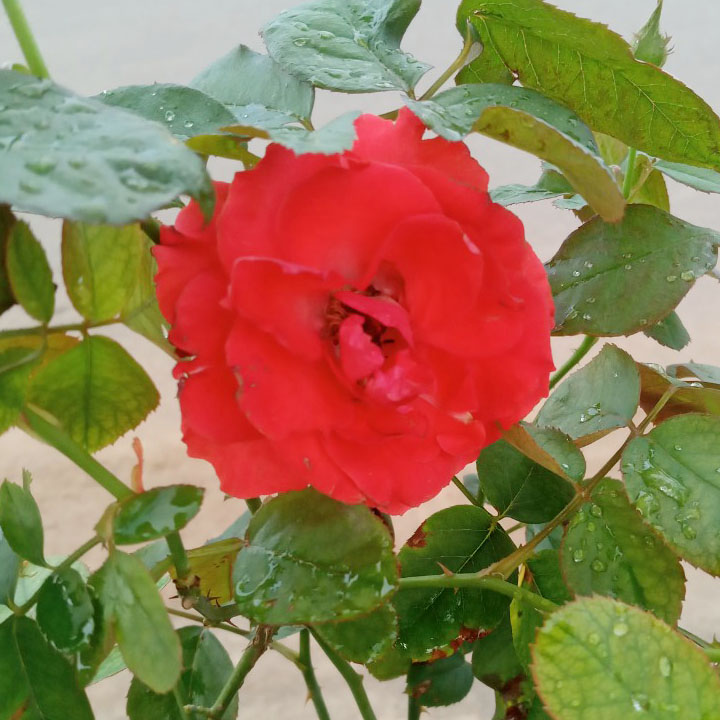 Hoa Hồng Lửa hoa đỏ tươi, lâu tàn