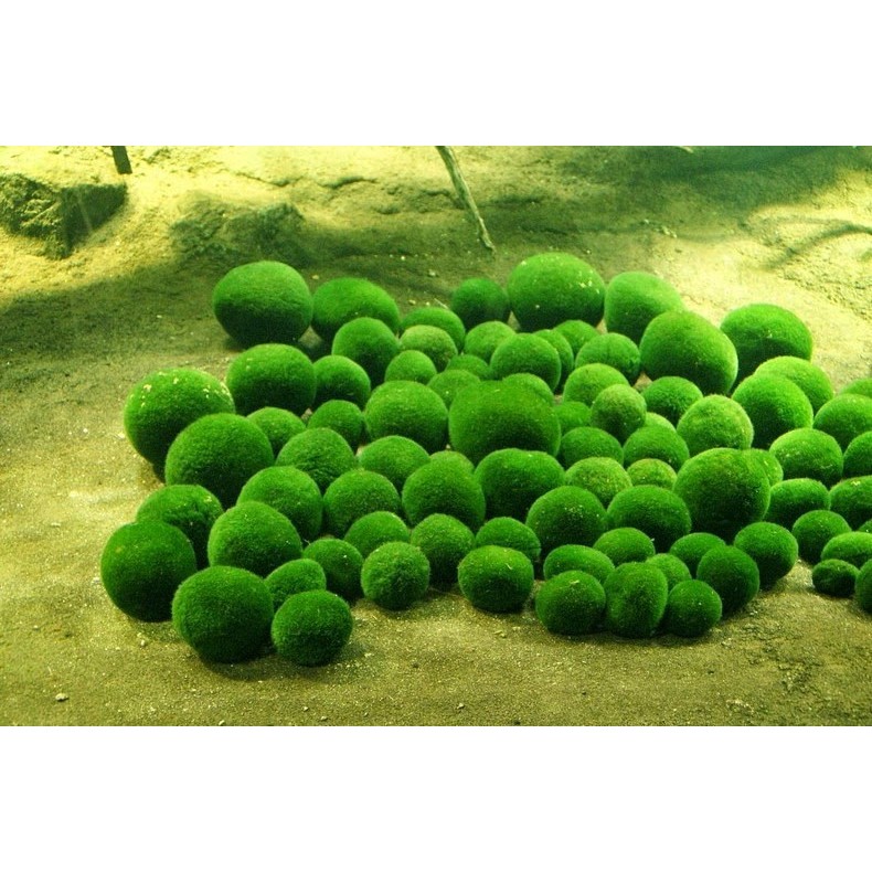 Marimo Tảo thủy sinh may mắn Nhật Bản