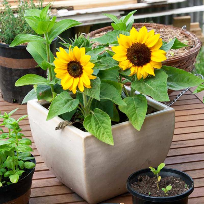 Gói 30 hạt giống Hoa Hướng Dương lùn Bambino dễ trồng phù hợp với mọi loại đất - Nanuseeds - Thế Giới Rau Mầm Shop