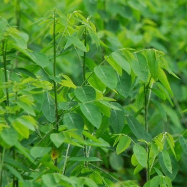 Hạt giống Rau bồ ngót gói 1gr