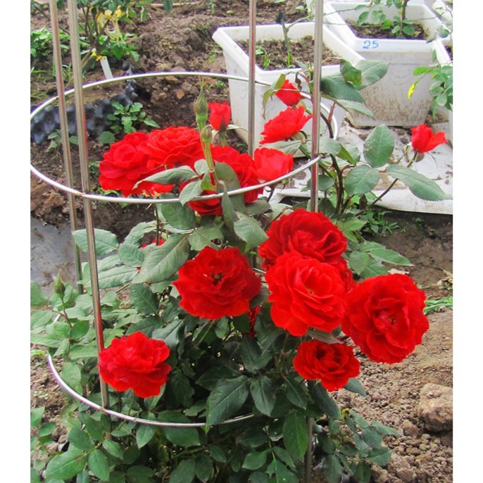 5 gốc hồng ngoại