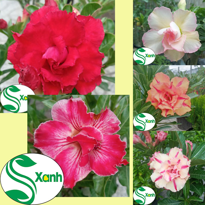 Cây Sứ Thái Ghép Hoa Cánh Kép