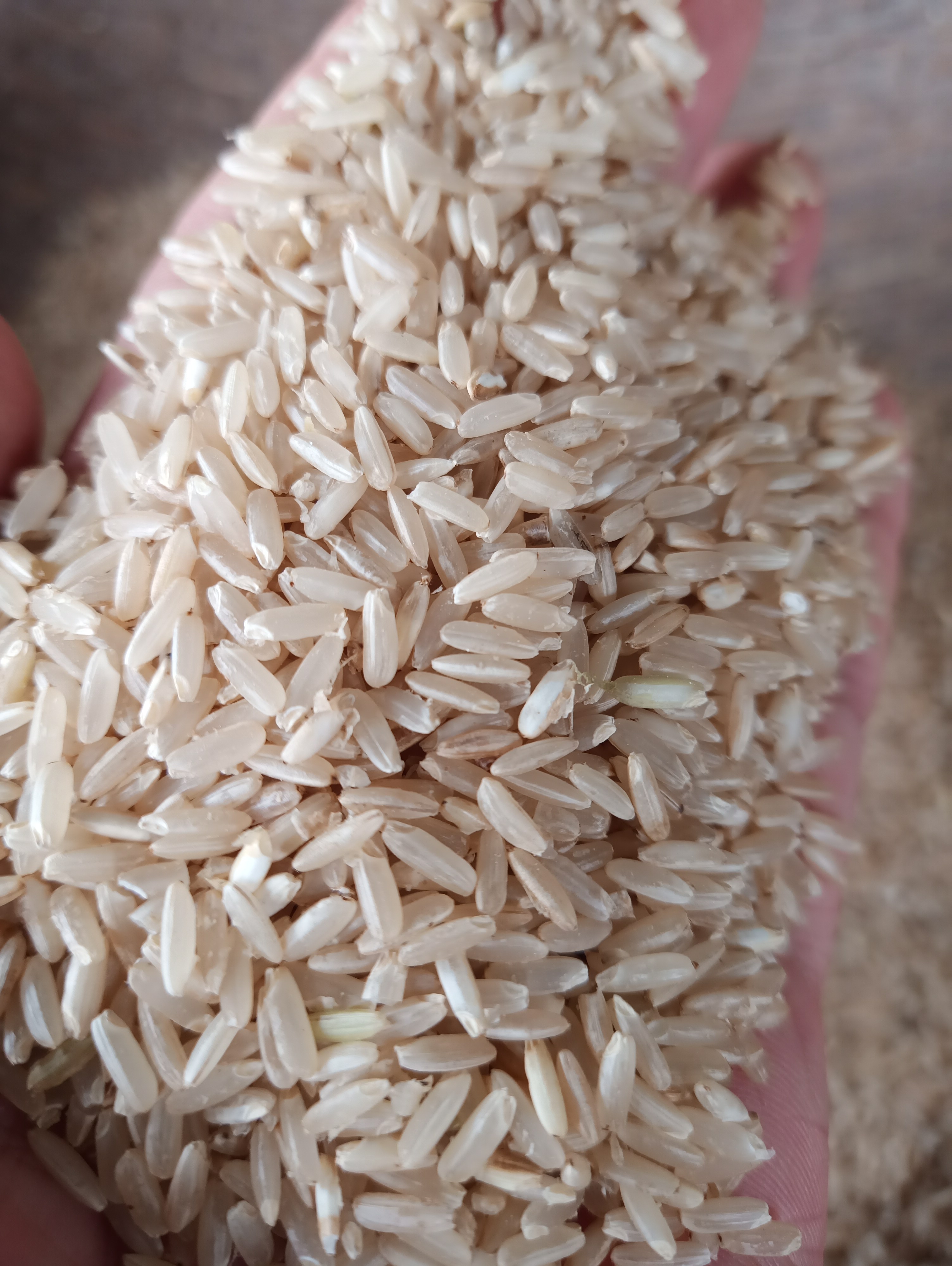 Gạo mầm Kagaba 5 kg