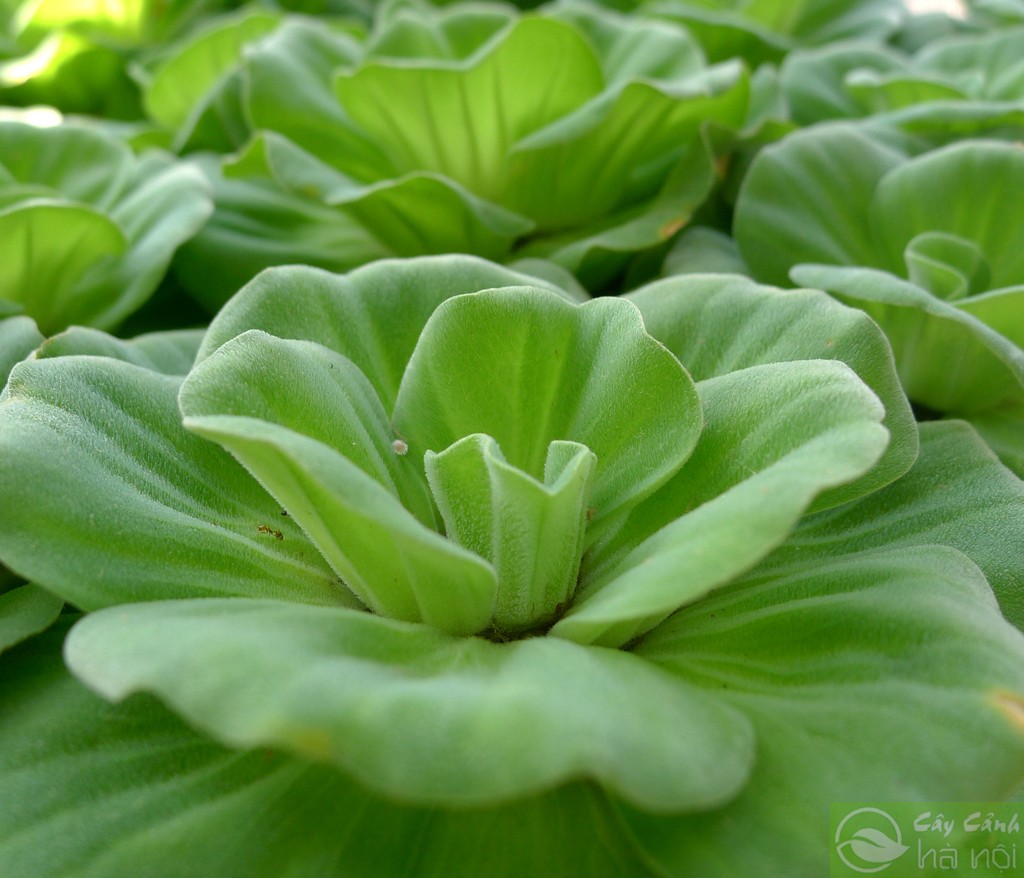 Bèo cái - Cây thủy sinh (1 gói 5 gốc)