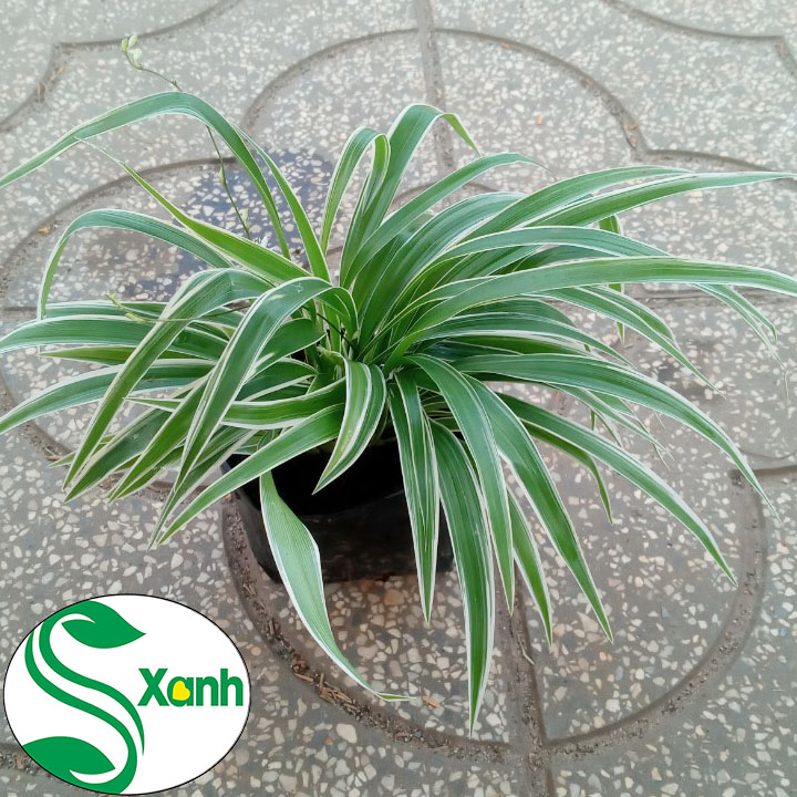 Cây Lan Chi hay còn gọi Cây Mẫu Tử