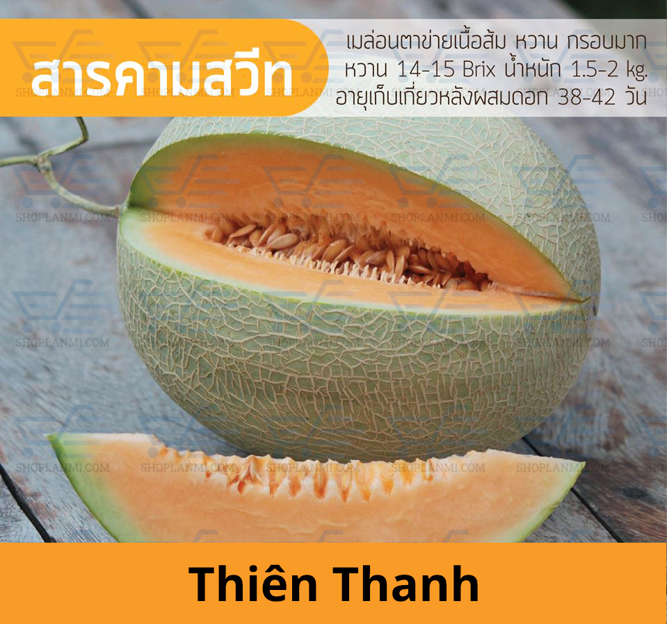 Hạt giống dưa lưới Thiên Thanh - 10 hạt