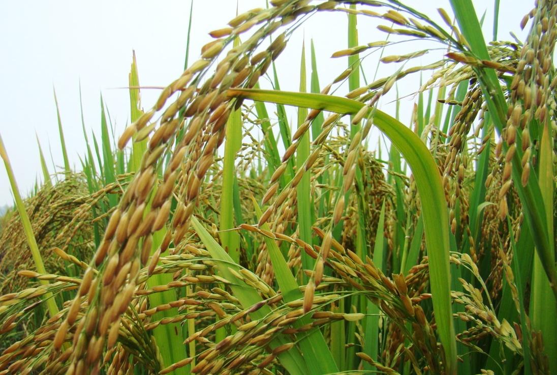 Gạo sạch Campuchia giống 6 tháng 5kg