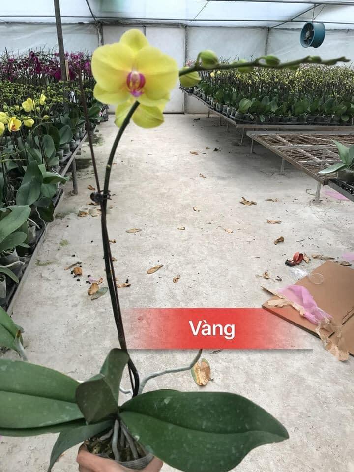 COMBO 5 cây lan hồ điệp hoa tết 2020