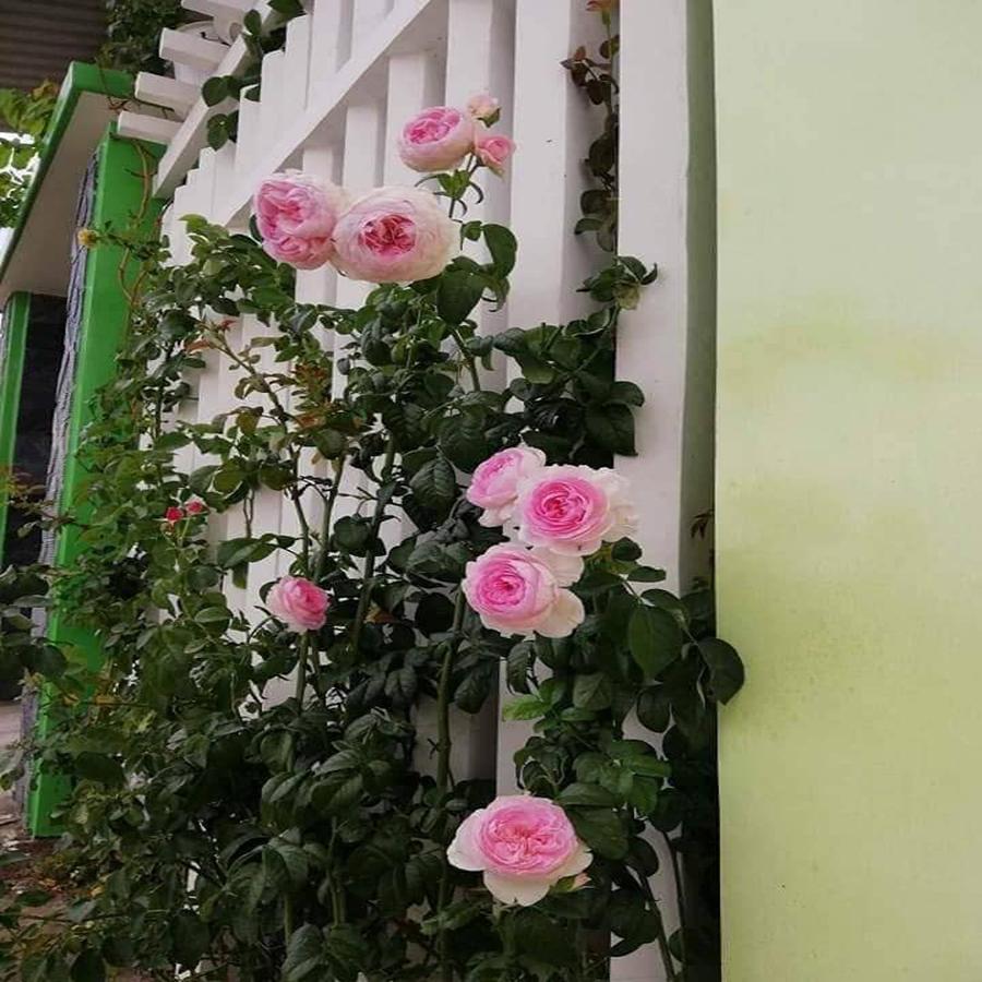 [FREESHIP 10K] Hoa hông leo Mon Coeur rose + (Tặng 2 cây chè xanh)