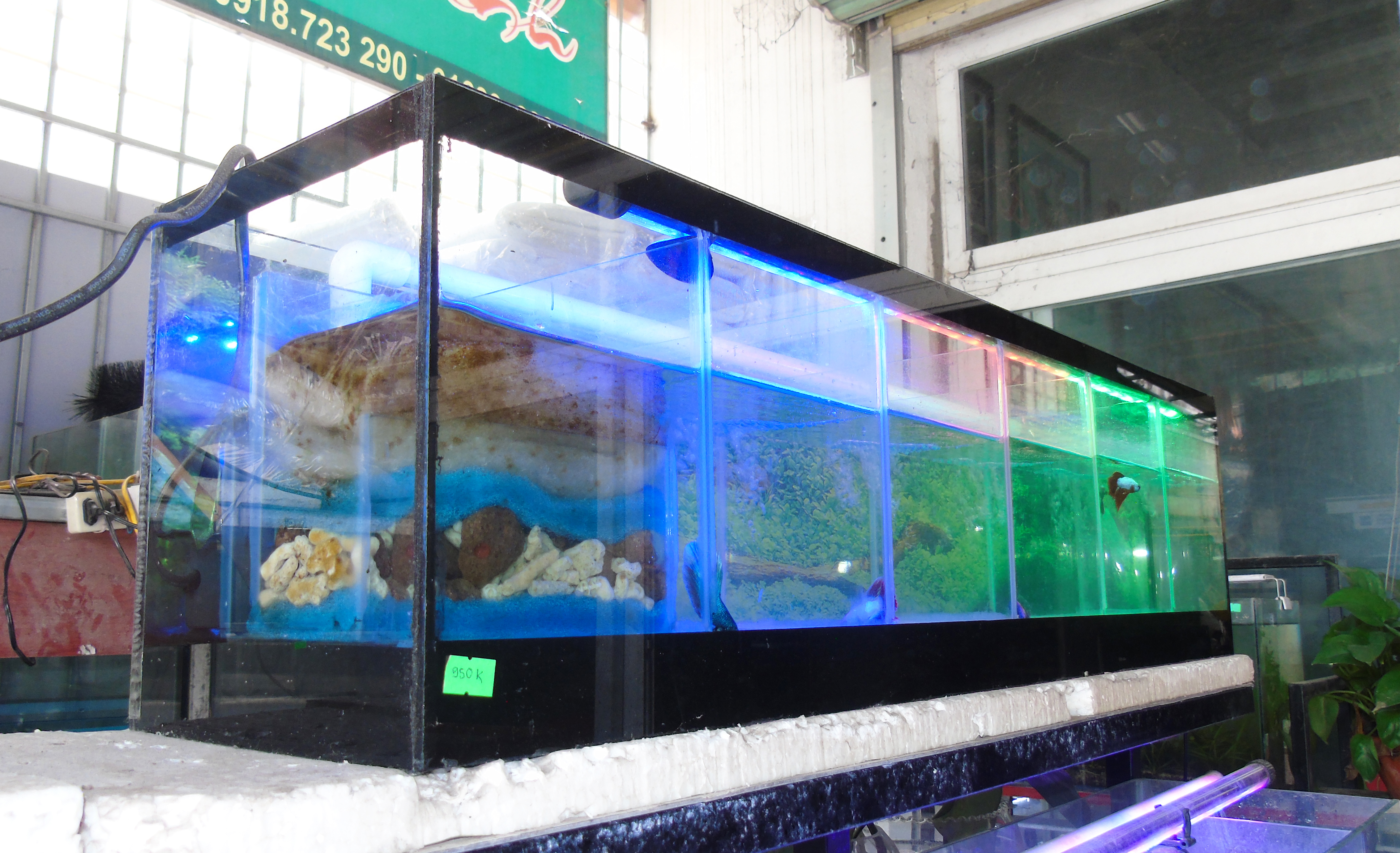 Bể cá Betta 6 ngăn ( 1 ngăn lọc vách ), kính 5 ly, bả keo đen